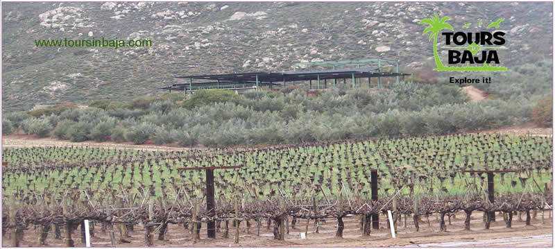 Tours In Baja